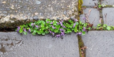 violets growing between stone pavers