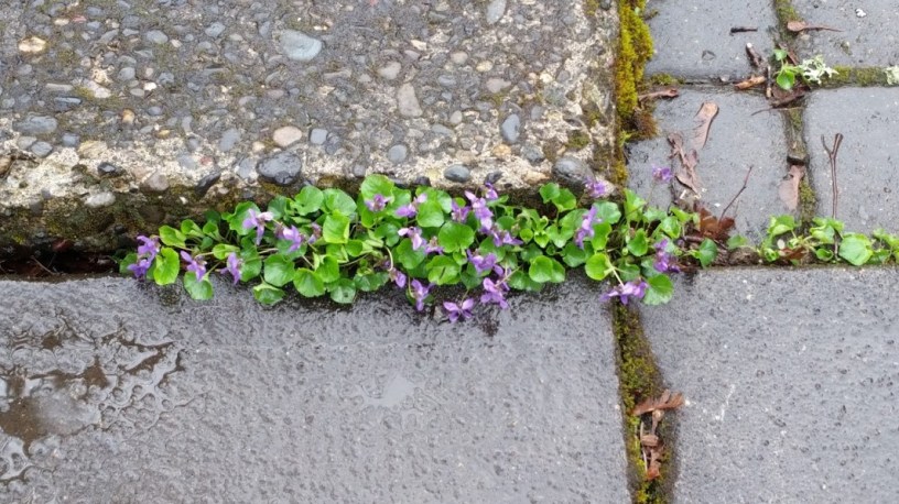 violets growing between stone pavers